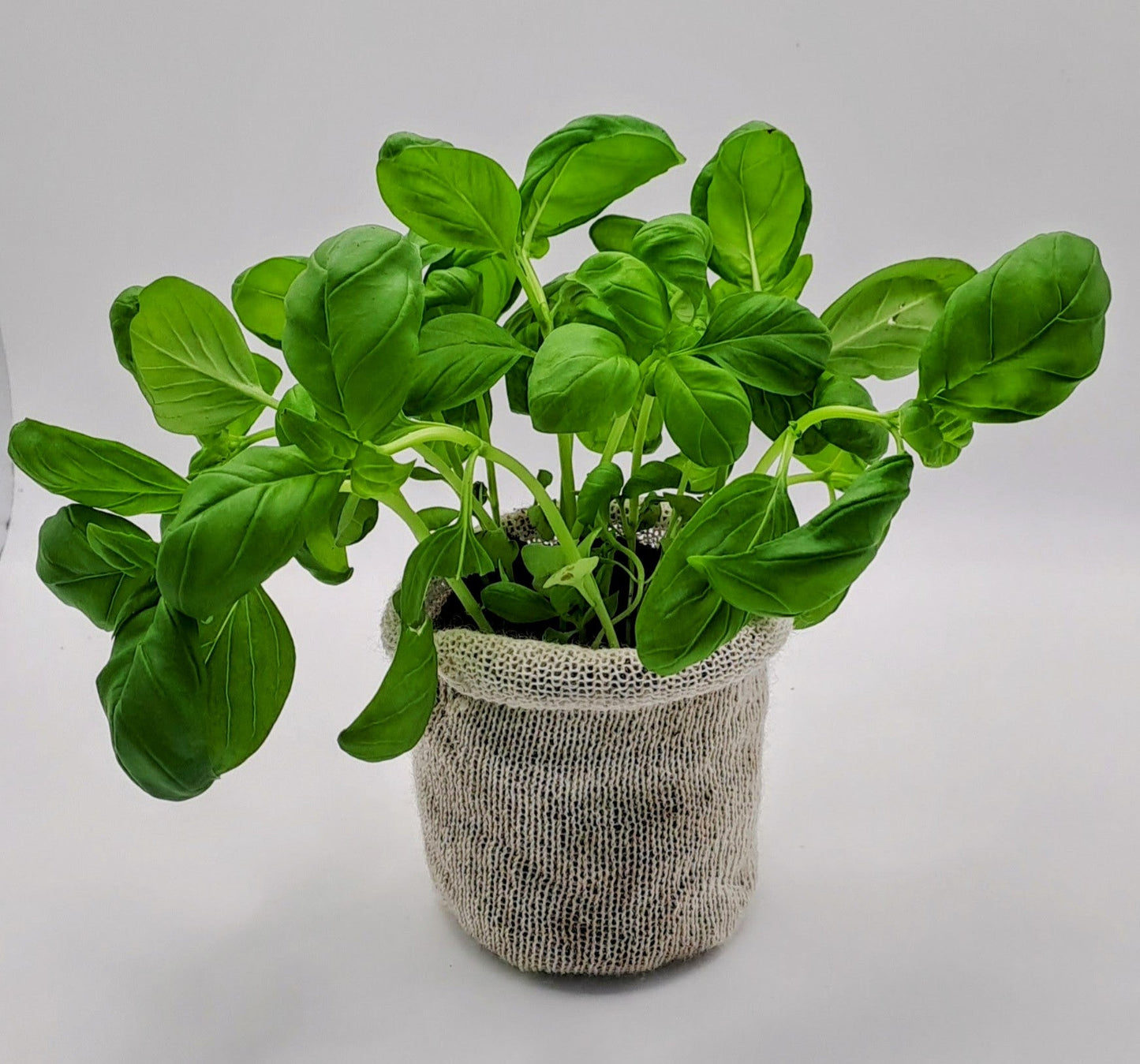 30 Biodegradable Wool Pots - Eco-Friendly - wool pots - Biodegradable