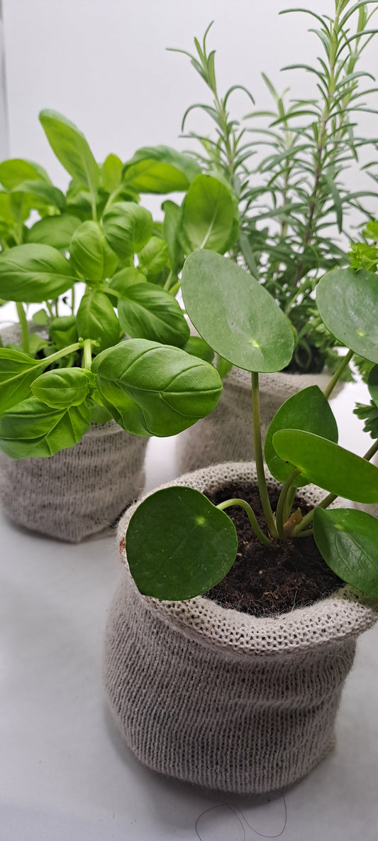 30 Biodegradable Wool Pots - Eco-Friendly - wool pots - Biodegradable