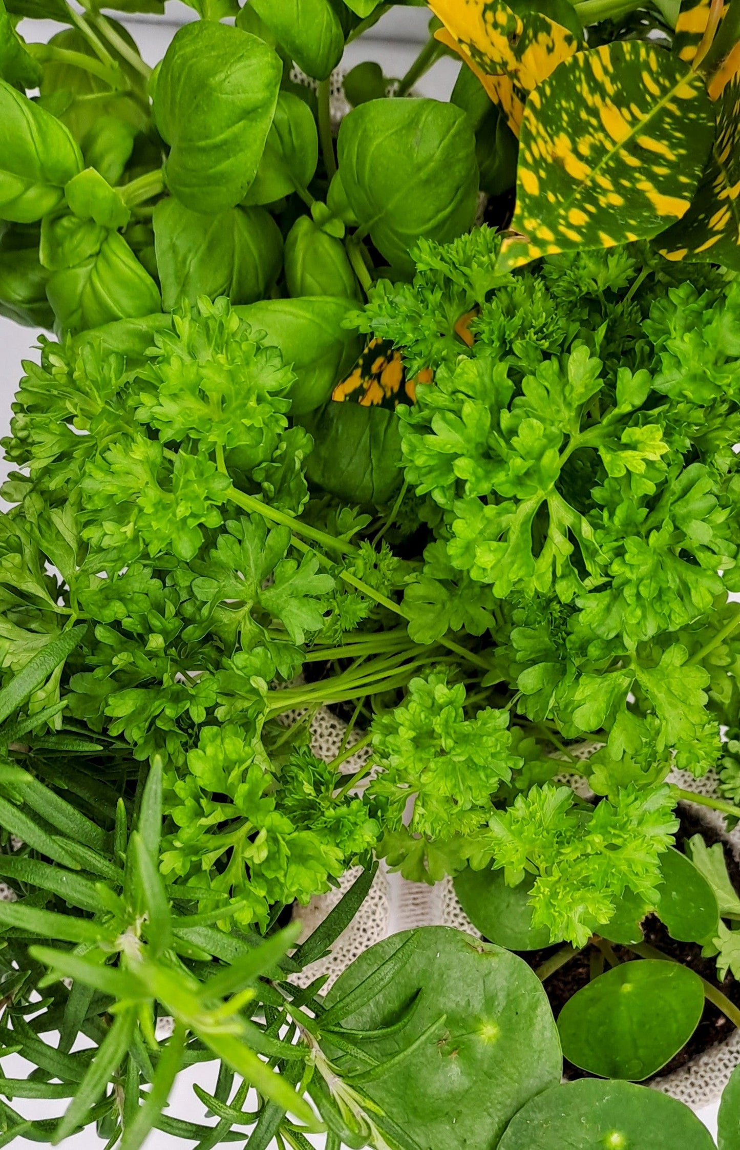 30 Biodegradable Wool Pots - Eco-Friendly - wool pots - Biodegradable