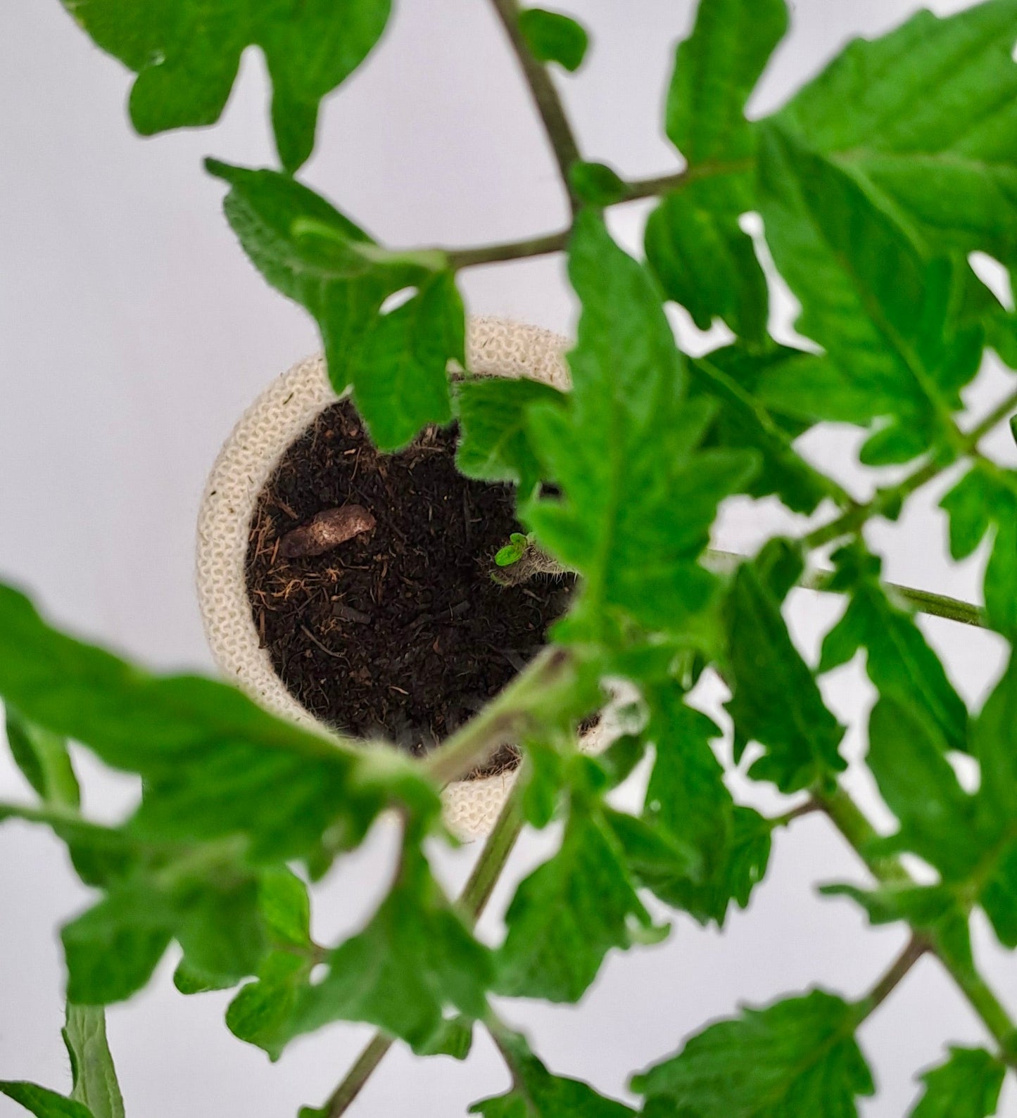 20 wool pots - Eco-Friendly - wool pots - Biodegradable