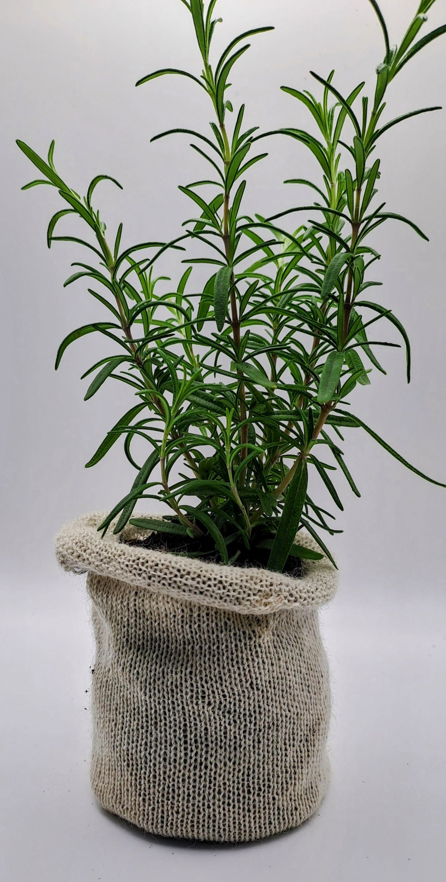 30 Biodegradable Wool Pots - Eco-Friendly - wool pots - Biodegradable