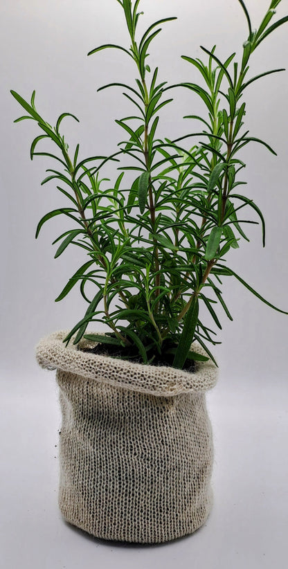 30 Biodegradable Wool Pots - Eco-Friendly - wool pots - Biodegradable