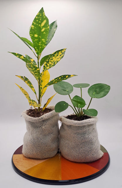 10  Wool Pots - Eco-Friendly - wool Pot - Biodegradable