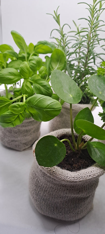 30 Biodegradable Wool Pots - Eco-Friendly - wool pots - Biodegradable