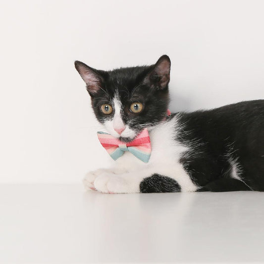 PIDAN Cat Bow Tie Collar